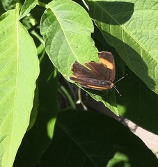 Thecla betulae