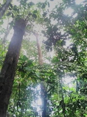 Campephilus melanoleucos