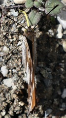 Apatura iris