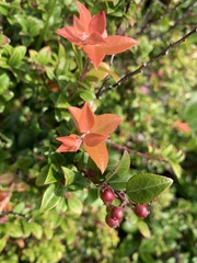Vaccinium ovatum