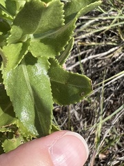 Grindelia adenodonta
