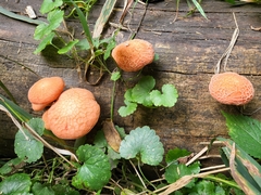 Rhodotus palmatus