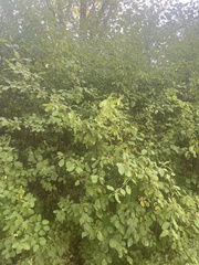 Rhamnus