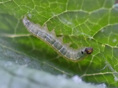 Anania hortulata