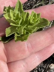 Grindelia adenodonta