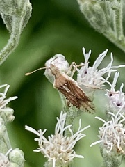 Harmostes fraterculus