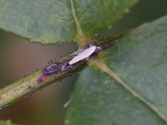 Lyonetia clerkella
