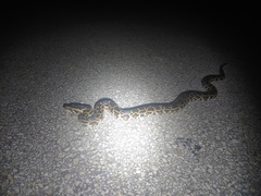 Python bivittatus