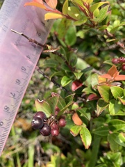 Vaccinium ovatum