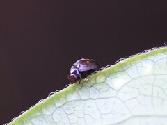 Chilocorus bipustulatus