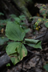 Trillium