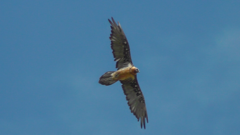Gypaetus barbatus