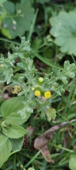 Senecio vulgaris