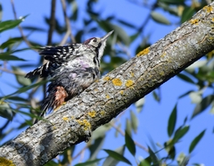 Dendrocopos leucotos