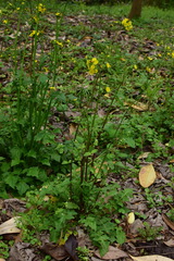 Youngia japonica
