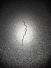 Python bivittatus
