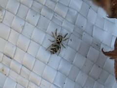 Salticus scenicus