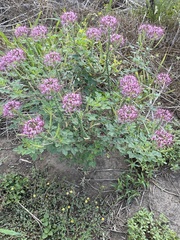 Polanisia dodecandra riograndensis