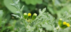 Senecio vulgaris