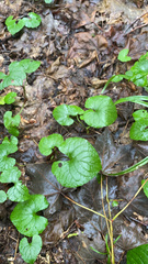 Viola renifolia