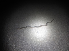 Python bivittatus