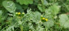 Senecio vulgaris