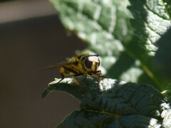 Myathropa florea