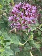 Polanisia dodecandra riograndensis