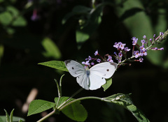 Pieris rapae
