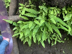 Struthiopteris spicant