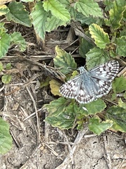 Burnsius communis