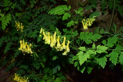 Corydalis pallida