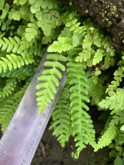 Struthiopteris spicant