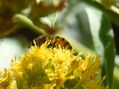 Eupeodes corollae