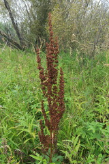 Rumex pseudonatronatus