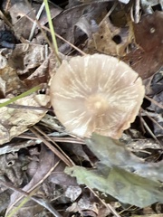 Entoloma strictius