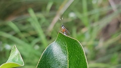 Glabridorsum stokesii