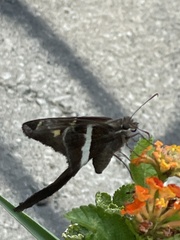 Chioides albofasciatus