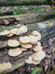 Crepidotus mollis