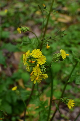 Youngia japonica