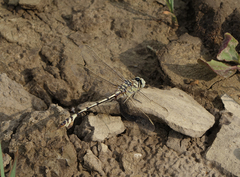 Lindenia tetraphylla