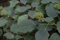 Hydrangea