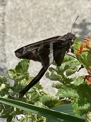 Chioides albofasciatus