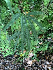 Adiantum hispidulum
