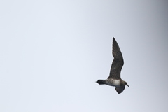 Stercorarius longicaudus