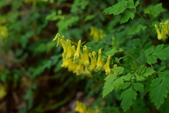 Corydalis pallida