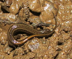 Eurycea bislineata