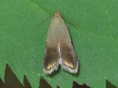 Anacampsis nonstrigella