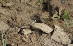 Lindenia tetraphylla