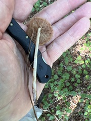 Entoloma strictius